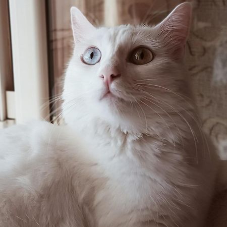 The White Cat Villa Наполи Екстериор снимка