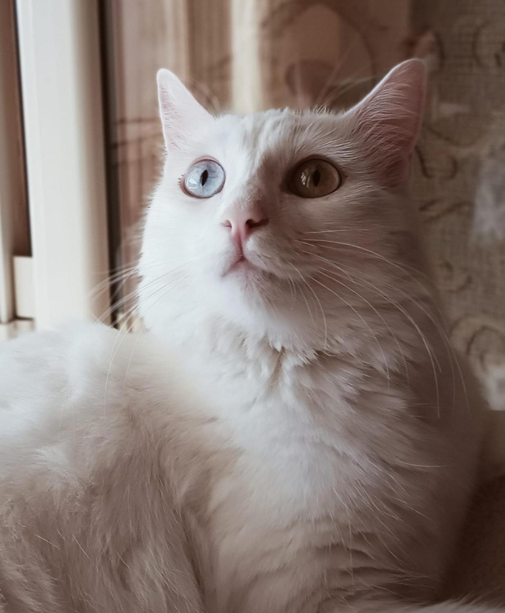 The White Cat Villa Наполи Екстериор снимка